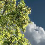 Seestermüher Zitronenapfel – Sortenreiner Apfelsaft 700 ml – Bild 4