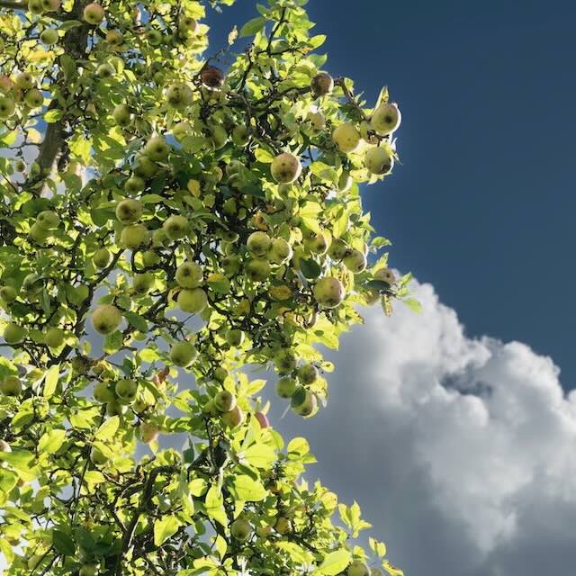 Seestermueher-Zitronenapfel.jpg Seestermüher Zitronenapfel – Sortenreiner Apfelsaft 700 ml – Bild 4